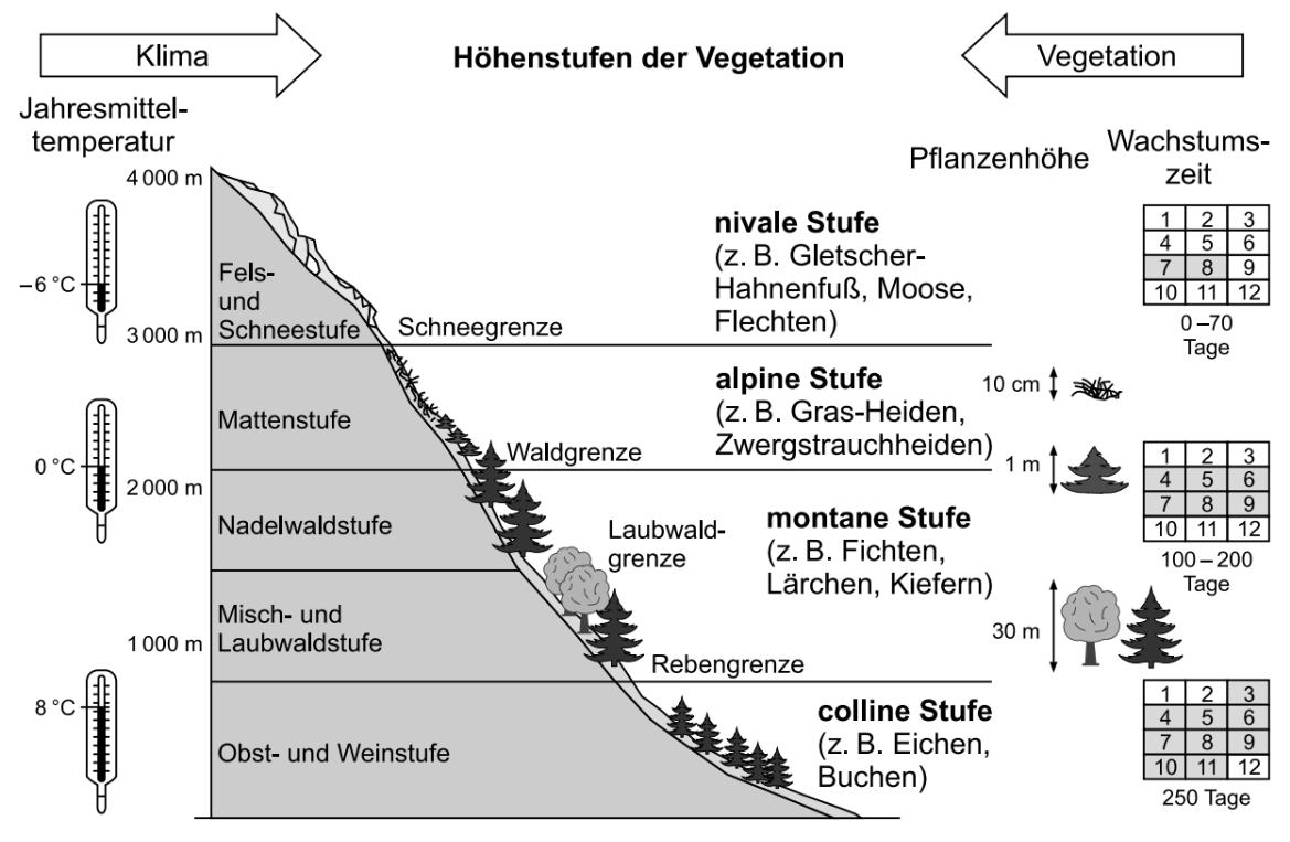 Diagramm zu Höhenstufen der Vegetation am Gebirge mit Klima, Pflanzenhöhe und Wachstumszeit.